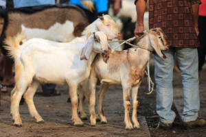 harga kambing kurban jabodetabek