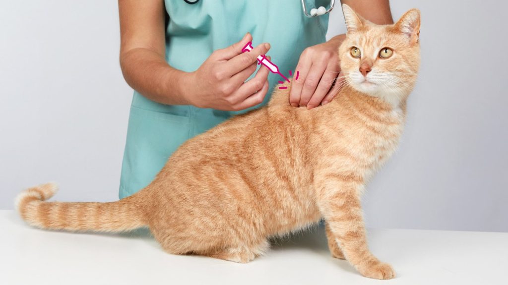 biaya vaksin kucing tuwaga