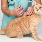 Biar Anabul Nggak Cepet Sakit: Ini Dia Biaya Vaksin Kucing yang Perlu Kamu Tahu! - Tuwaga