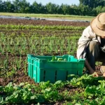 Gaji Kerja di Perkebunan Australia Terbaru 2025 - Tuwaga