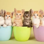 100 Rekomendasi Nama Kucing: Inspirasi Buat Anabul Kamu - Tuwaga