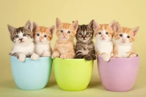 rekomendasi nama kucing tuwaga