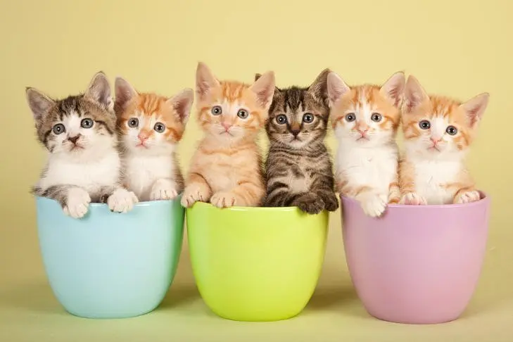 rekomendasi nama kucing tuwaga