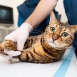 Biaya Steril Kucing Betina: Lengkap, Santai, dan Bikin Kamu Siap Merawat Anabul dengan Bijak! - Tuwaga