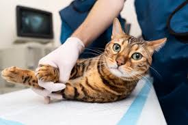 biaya steril kucing betina tuwaga