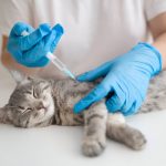 Biaya Steril Kucing Jantan: Panduan untuk Cat Parents - Tuwaga