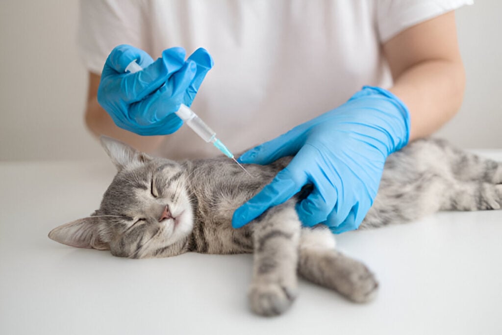 biaya steril kucing jantan tuwaga