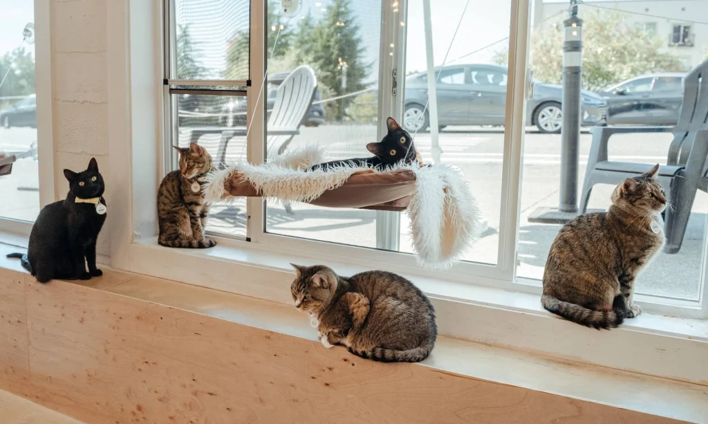 bisnis kafe kucing tuwaga