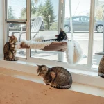 Bisnis Kafe Kucing: Inspirasi Usaha Unik di Era Urban - Tuwaga