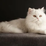 5 Jenis Kucing Termahal di Dunia, Nomor 1 Harganya Bikin Kaget! 5 Jenis Kucing Termahal di Dunia, Nomor 1 Harganya Bikin Kaget! - Tuwaga