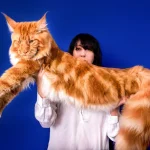 Ini Harga Kucing Maine Coon Terbaru, Plus Panduan Lengkap Sebelum Merawatnya - Tuwaga