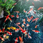 7 Hewan Peliharaan yang Dipercaya Membawa Rezeki Menurut Feng Shui - Tuwaga
