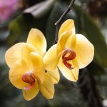 7 Tanaman yang Dipercaya Menyerap Energi Negatif Menurut Feng Shui dan Membawa Hoki 7 Tanaman yang Dipercaya Menyerap Energi Negatif Menurut Feng Shui dan Membawa Hoki - Tuwaga