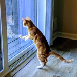 8 Meme Kucing dan Gorden yang Absurd tapi Bikin Ngakak 8 Meme Kucing dan Gorden yang Absurd tapi Bikin Ngakak - Tuwaga