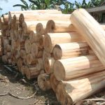 Permintaan Kayu Sengon Meningkat, Varietas Tahan Iklim Ekstrem Mulai Dikembangkan Permintaan Kayu Sengon Meningkat, Varietas Tahan Iklim Ekstrem Mulai Dikembangkan - Tuwaga